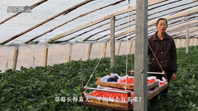 青島風全溫室配套有限公司